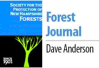 Forest Journal Dave Anderson